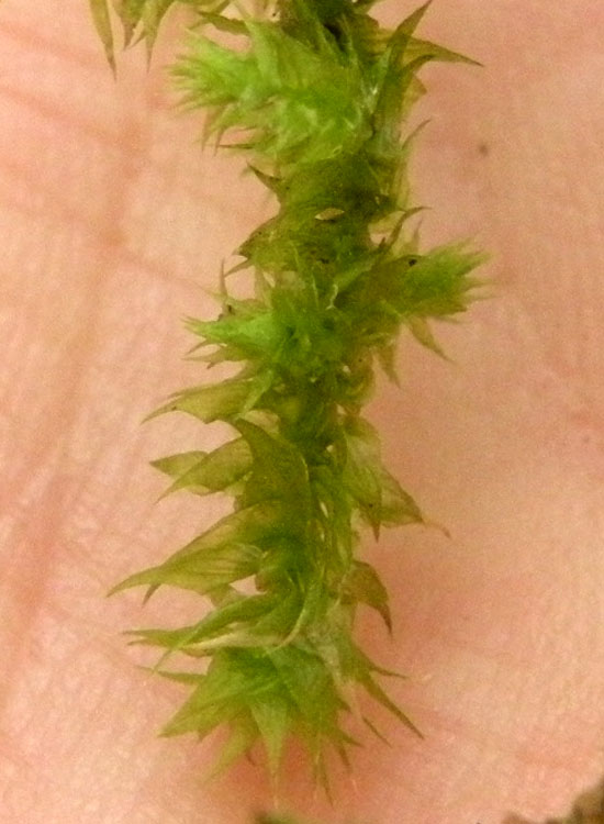 Muschi su muretto a secco